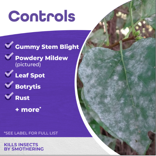 Bonide All Seasons Horticultural Oil Concentrate - Quart