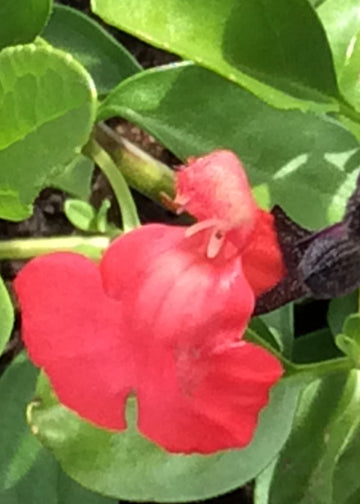 Salvia Mirage Salmon - Quart