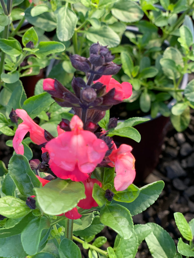 Salvia Mirage Salmon - Quart