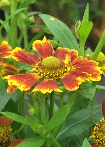 CLASS Late Season Luminaries: Plants that Shine in Autumn & Beyond
