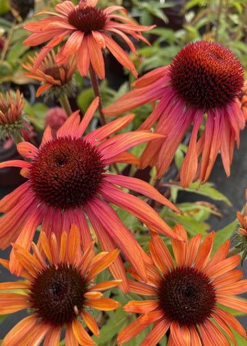 Echinacea Rainbow Marcella - 1 Gallon