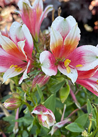 Alstroemeria Inca Lucky - 1 Gallon