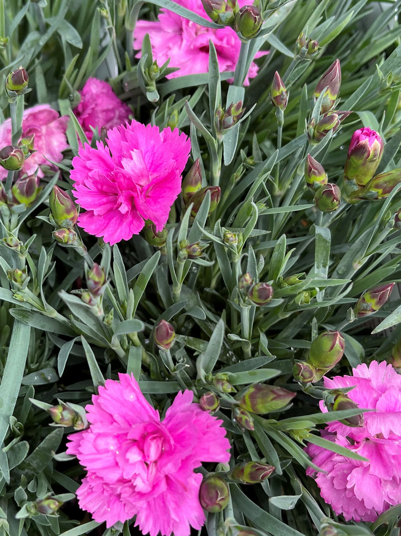 Dianthus Everlast Orchid - Quart
