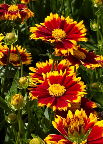 Coreopsis Uptick Red - Quart