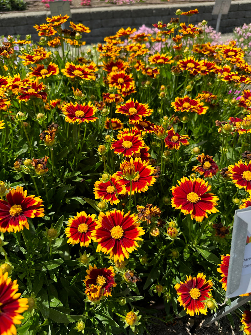 Coreopsis Uptick Red - Quart