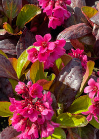 Bergenia E B Magenta - 1 Gallon