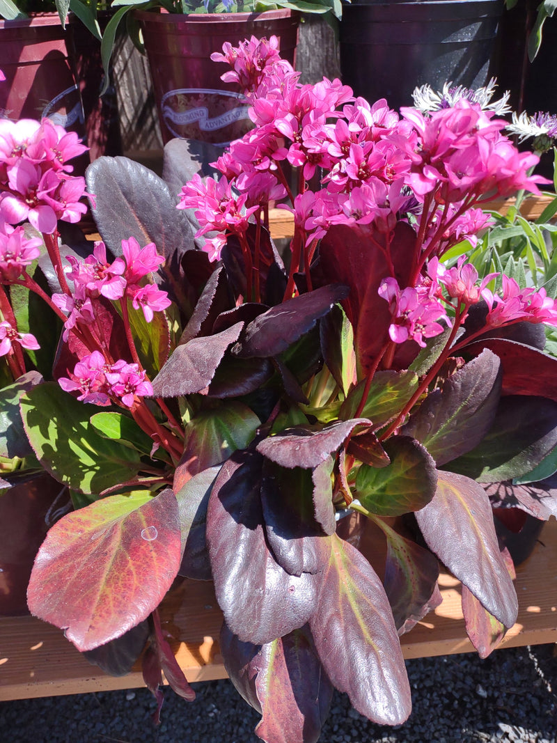 Bergenia E B Magenta - 1 Gallon