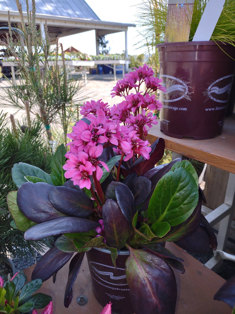 Bergenia E B Magenta - 1 Gallon