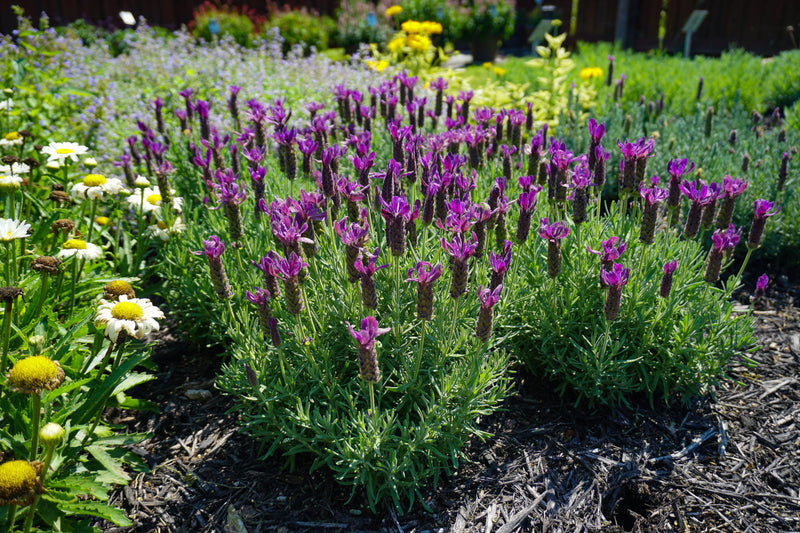 Lavender Primavera - 1 Gallon