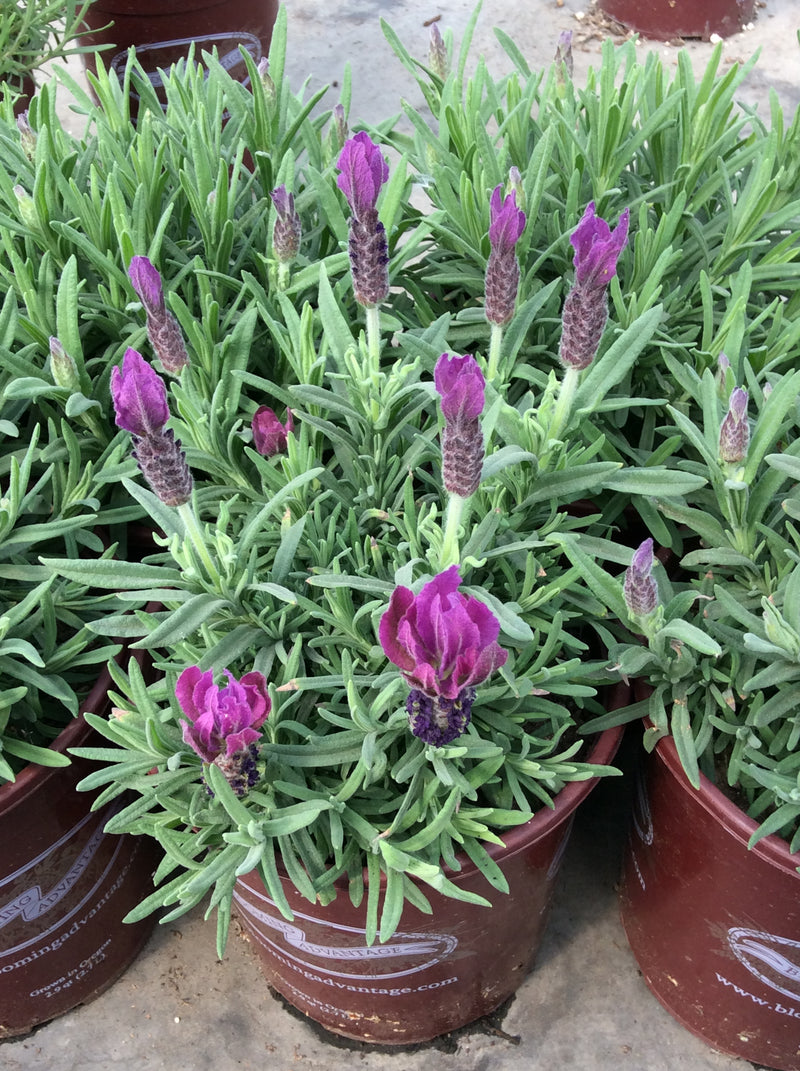 Lavender Primavera - 1 Gallon