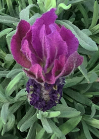 Lavender Primavera - 1 Gallon