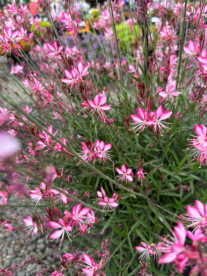 Gaura Belleza Compact Light Pink - 1 Gallon