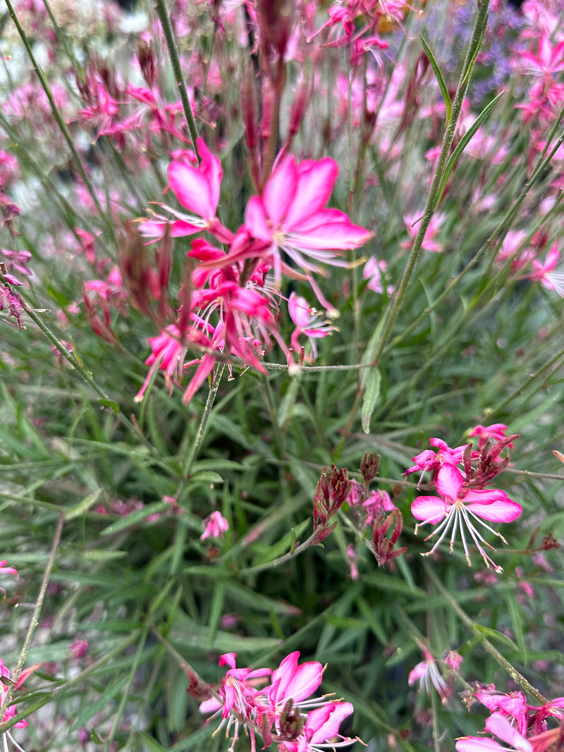 Gaura Belleza Compact Light Pink - 1 Gallon