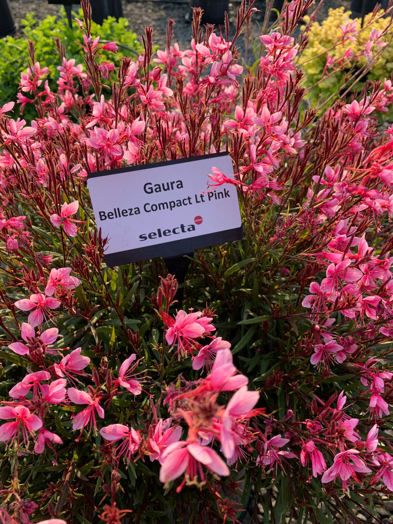 Gaura Belleza Compact Light Pink - 1 Gallon