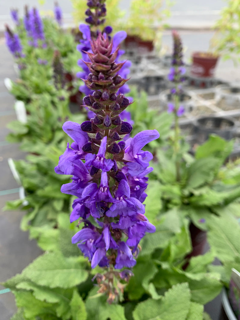 Salvia Marvel Sky Blue - 1 Gallon