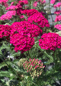 Achillea Rose Maria - 1 Gallon