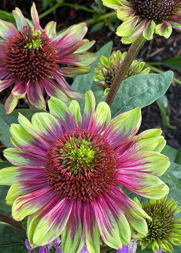 Echinacea Sweet Sandia - 1 Gallon