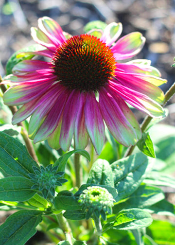 Echinacea Sweet Sandia - 1 Gallon