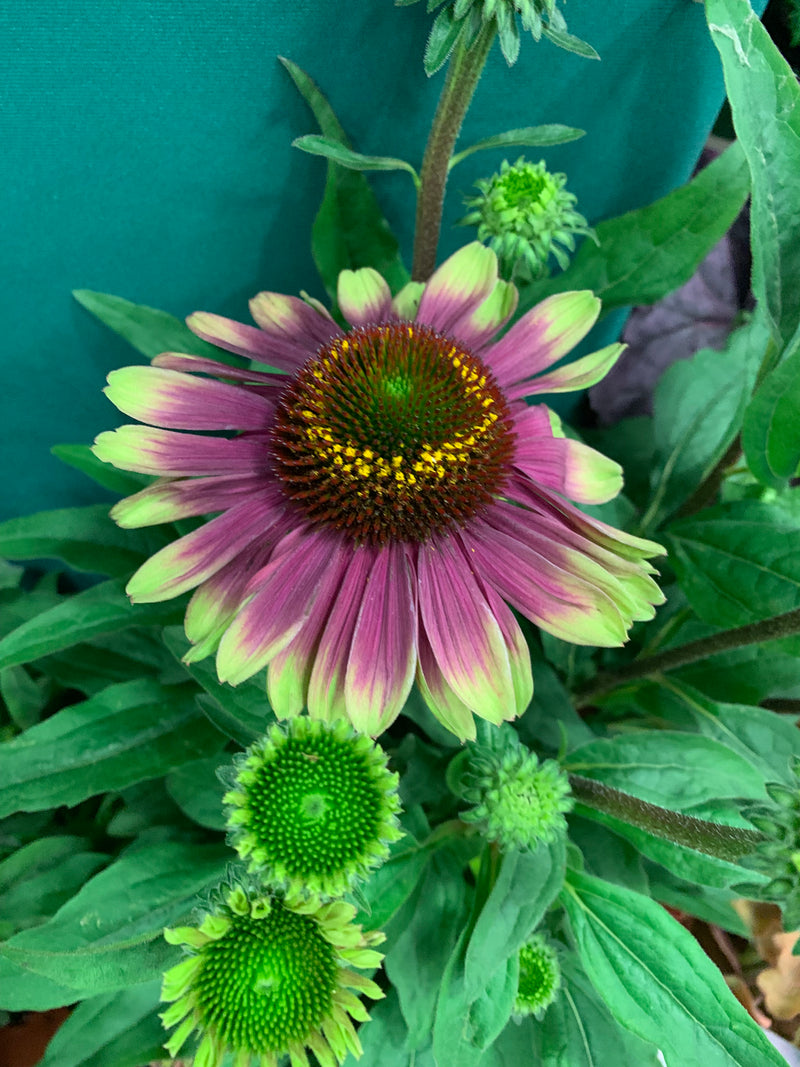 Echinacea Sweet Sandia - 1 Gallon