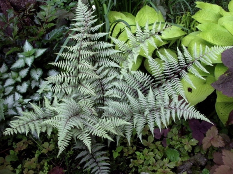 Fern Athyrium Ghost - 1 Gallon