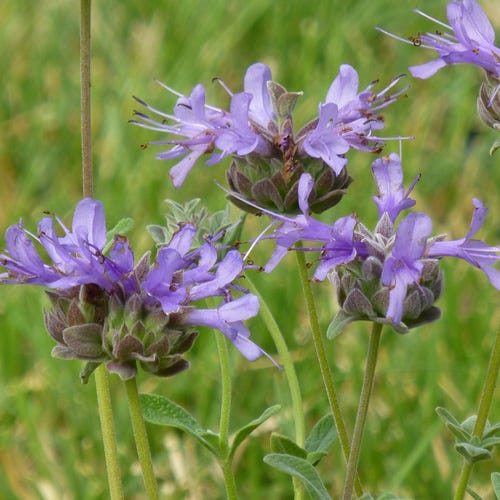 Salvia Pozo Blue - Quart