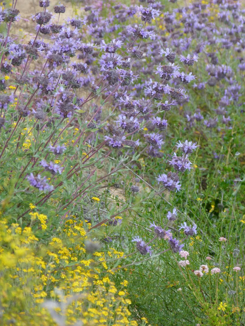 Salvia Pozo Blue - Quart