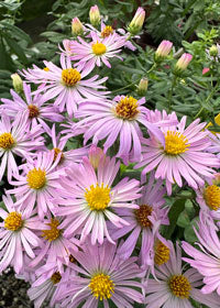 Aster Billowing Pink - 1 Gallon