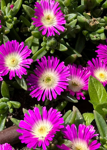 Delosperma Ocean Sunset Violet Flare - 3.5"