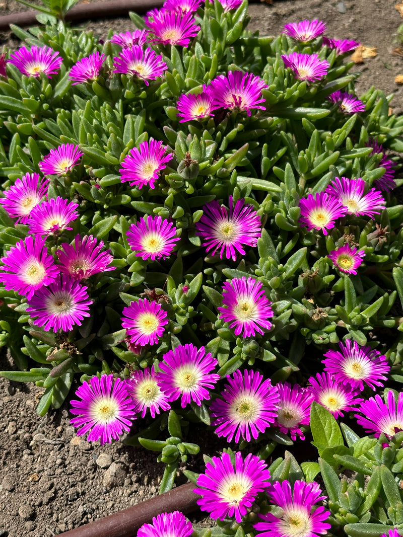 Delosperma Ocean Sunset Violet Flare - 3.5"