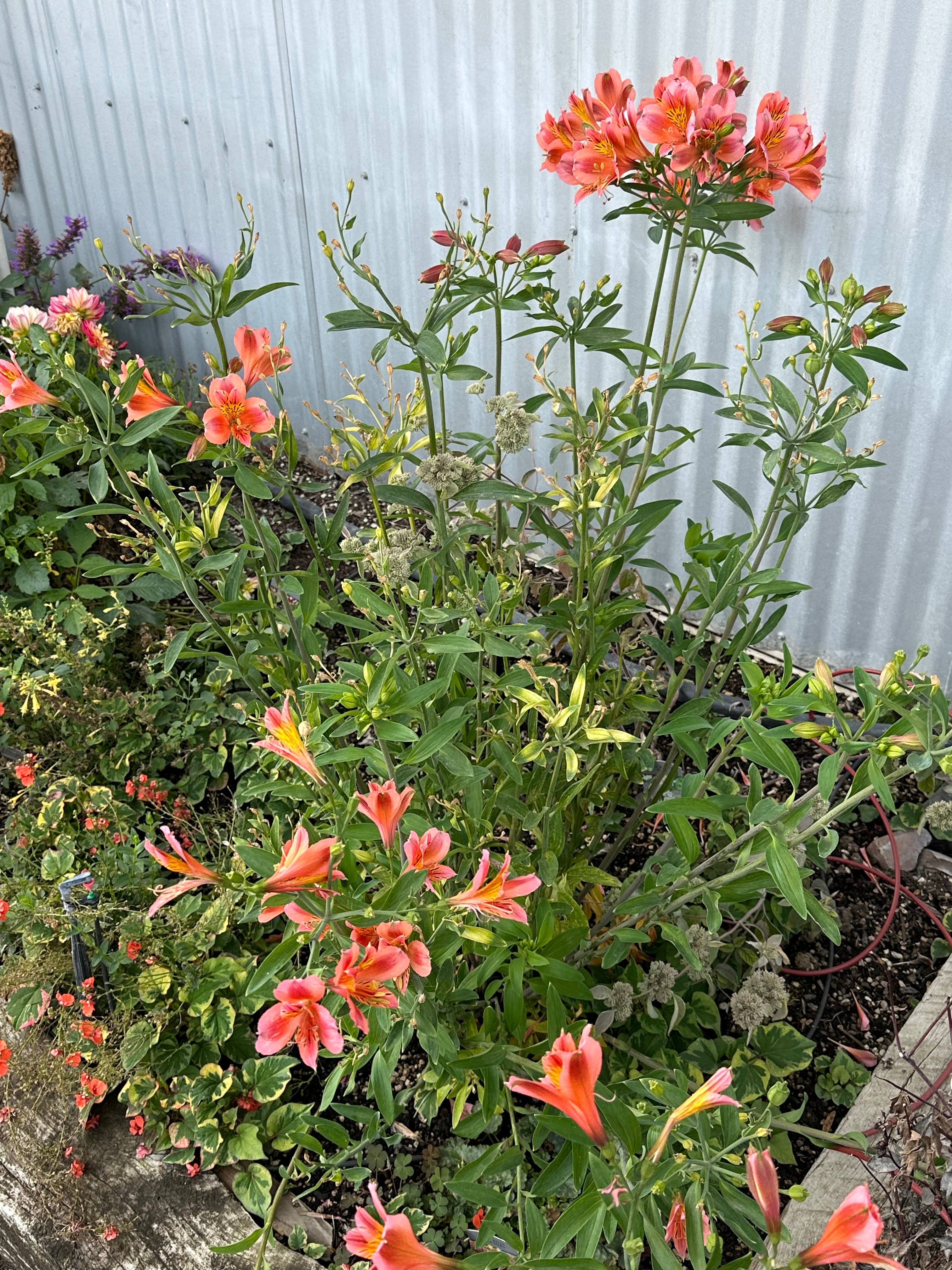 Alstroemeria Coral Chaos - 1 Gallon — Blooming Junction
