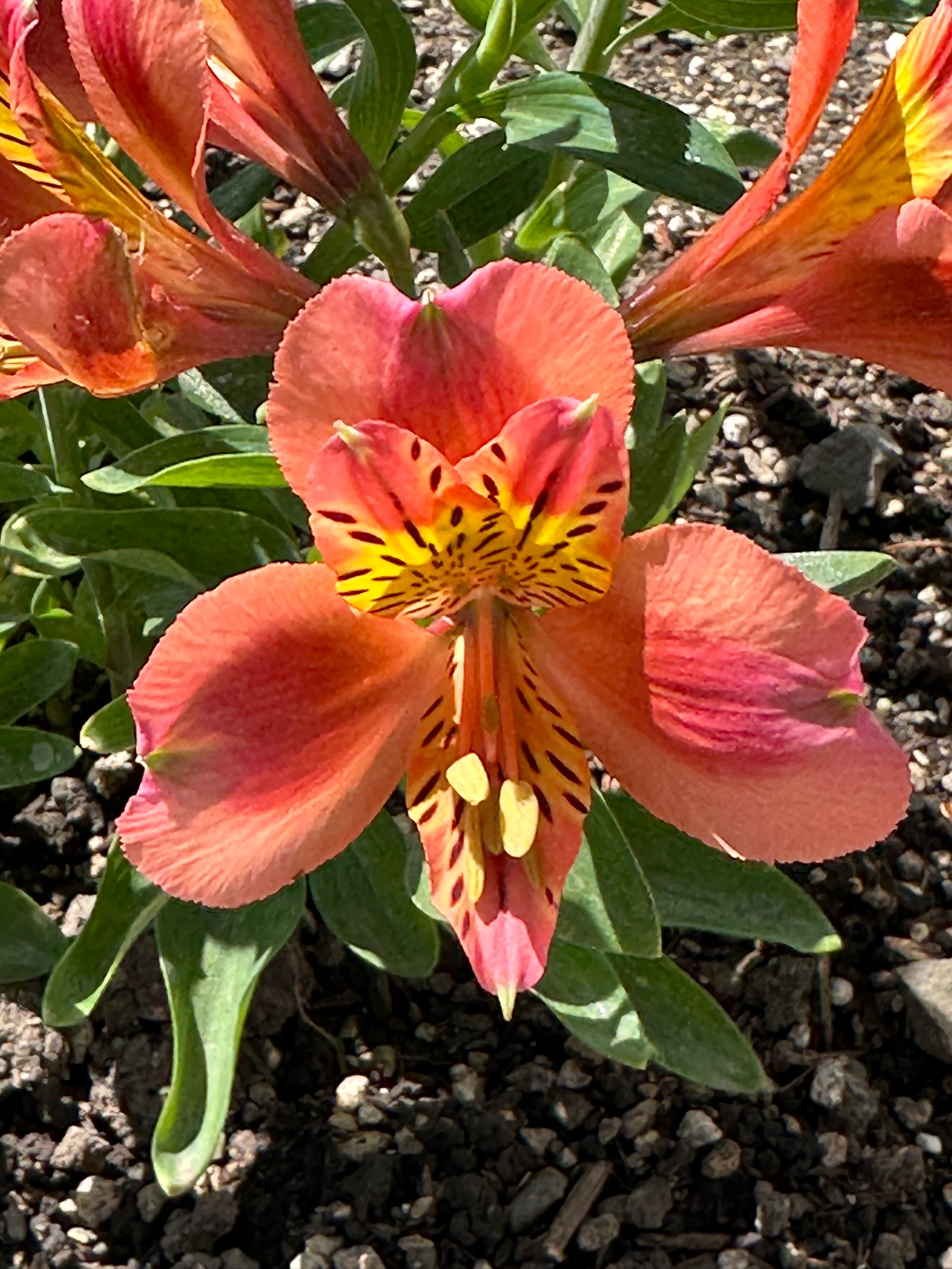 Alstroemeria Coral Chaos - 1 Gallon — Blooming Junction