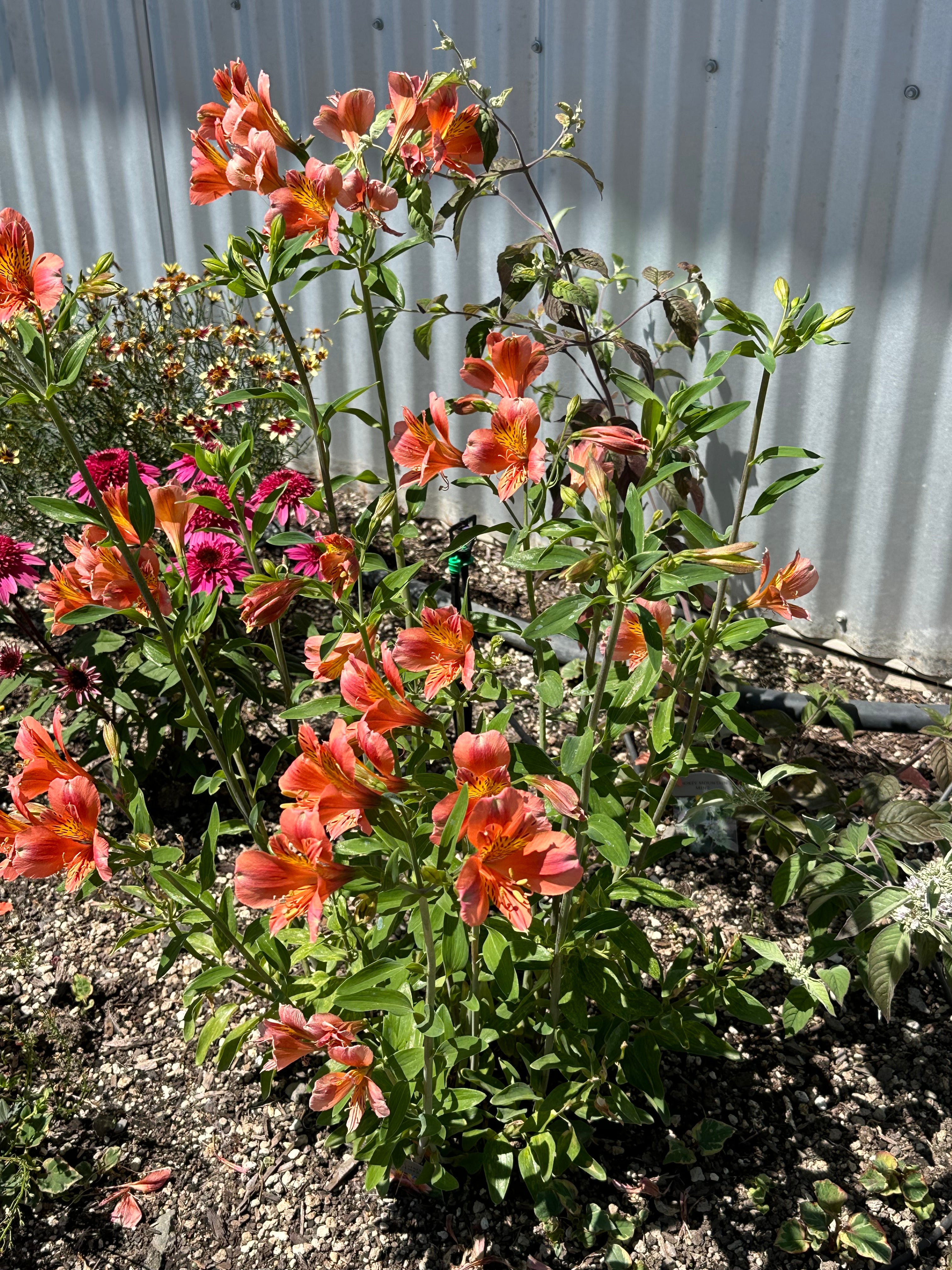 Alstroemeria Coral Chaos - 1 Gallon — Blooming Junction