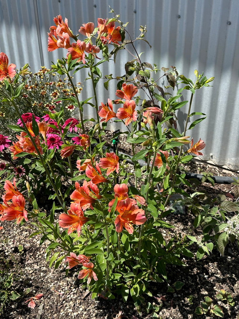 Alstroemeria Coral Chaos - 1 Gallon