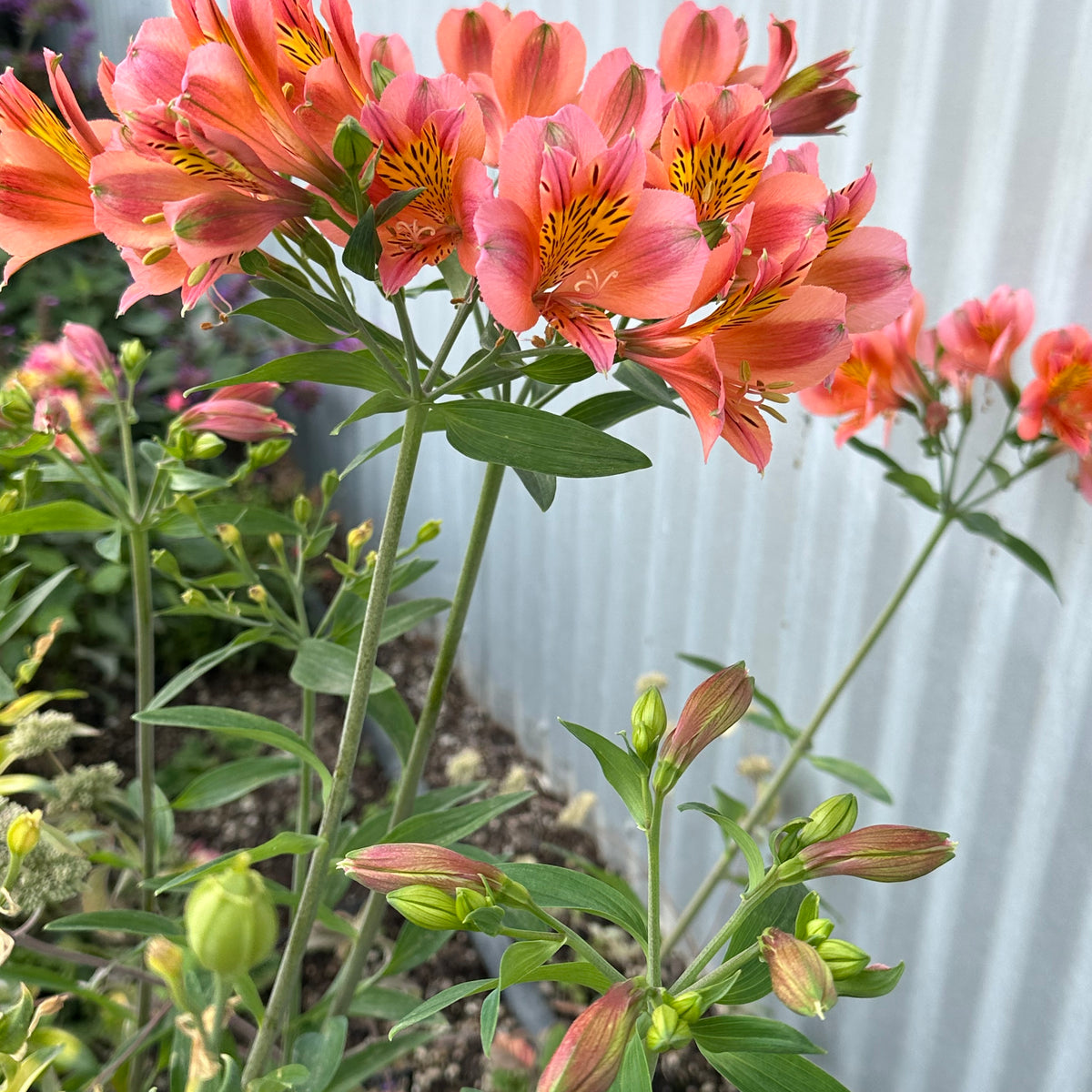 Alstroemeria Coral Chaos - 1 Gallon — Blooming Junction