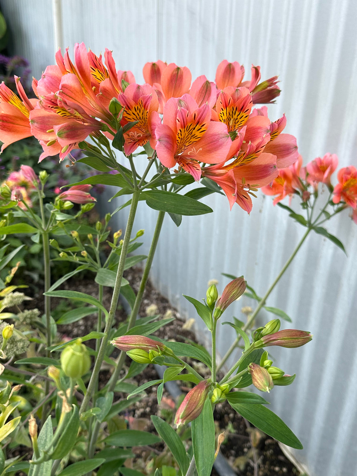 Alstroemeria Coral Chaos