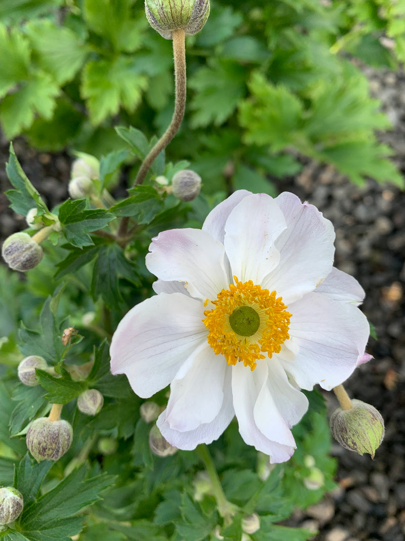 Anemone Dreaming Swan - 1 Gallon