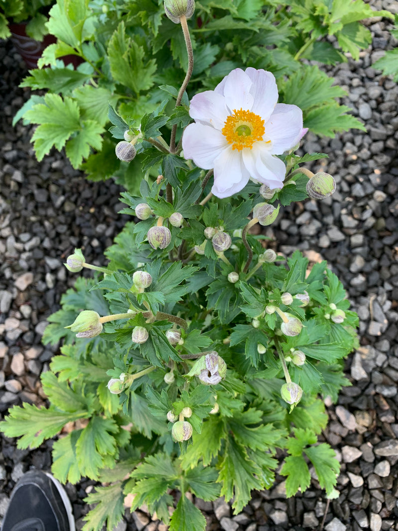 Anemone Dreaming Swan - 1 Gallon