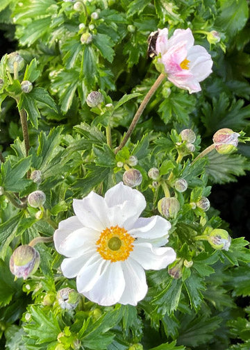 Anemone Dreaming Swan - 1 Gallon