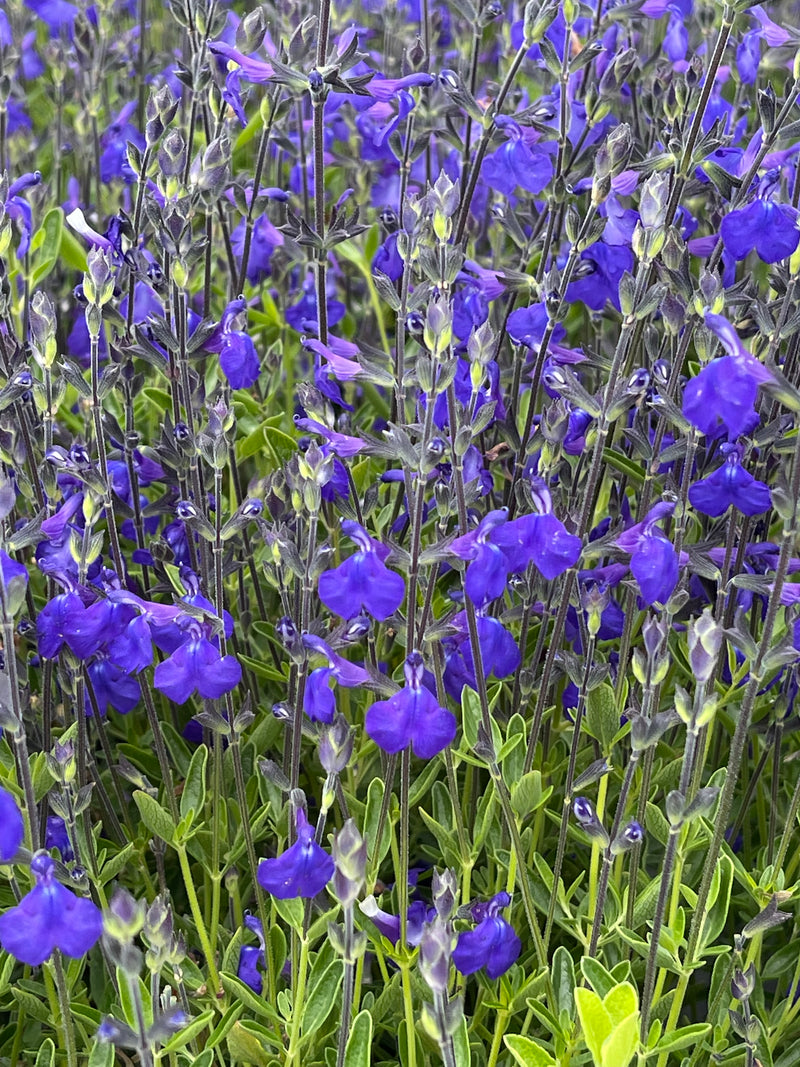 Salvia Elk Blue Note - Quart