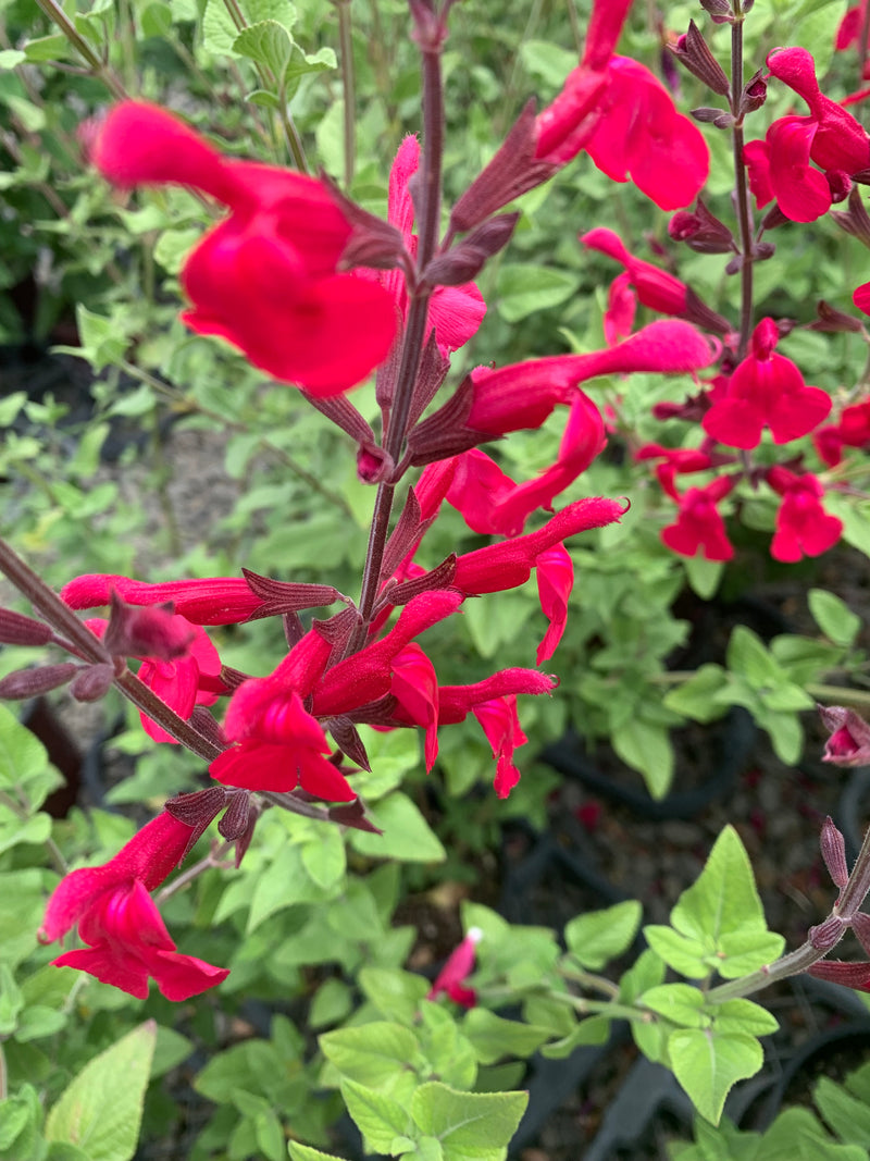 Salvia Windwalker Royal Red - Quart