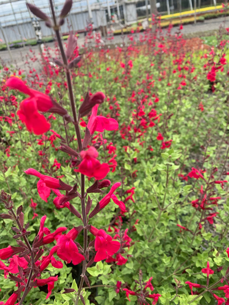 Salvia Windwalker Royal Red - Quart