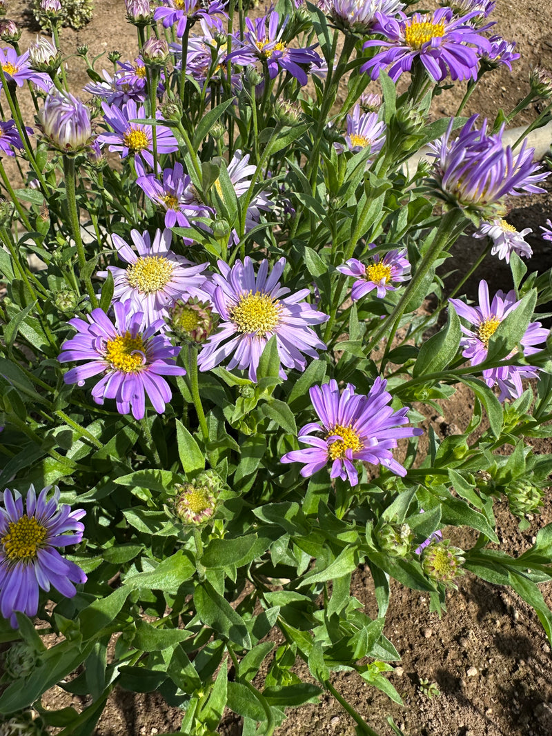 Aster Floras Delig - 1 Gallon