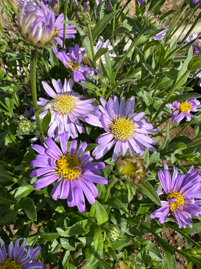 Aster Floras Delig - 1 Gallon