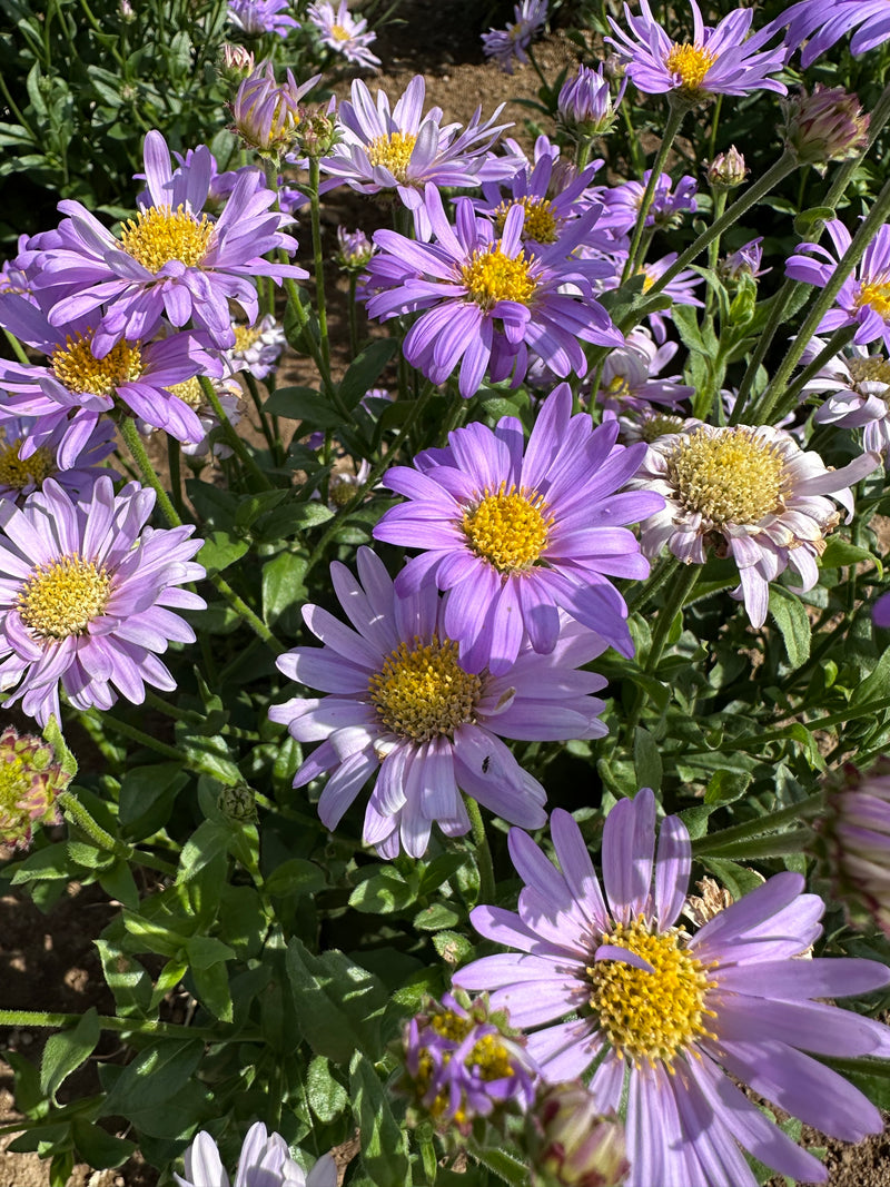Aster Floras Delig - 1 Gallon