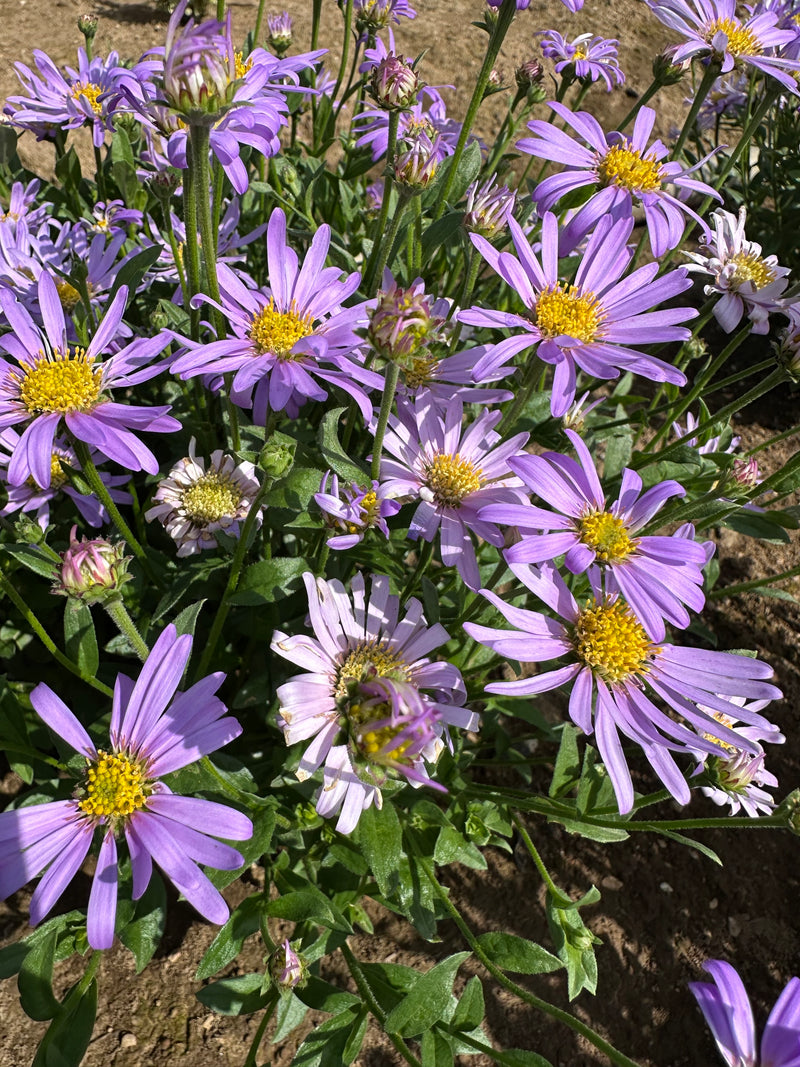 Aster Floras Delig - 1 Gallon