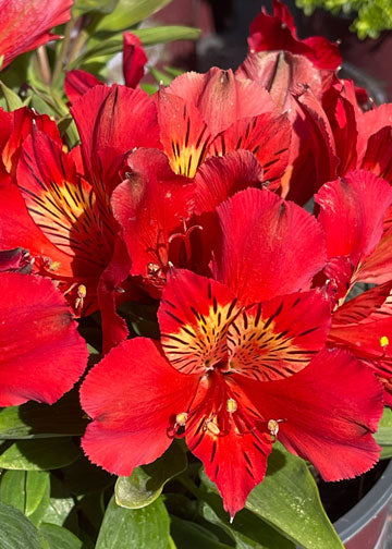 Alstroemeria Inca Fire - 1 Gallon