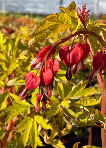 Dicentra Ruby Gold - 1 Gallon
