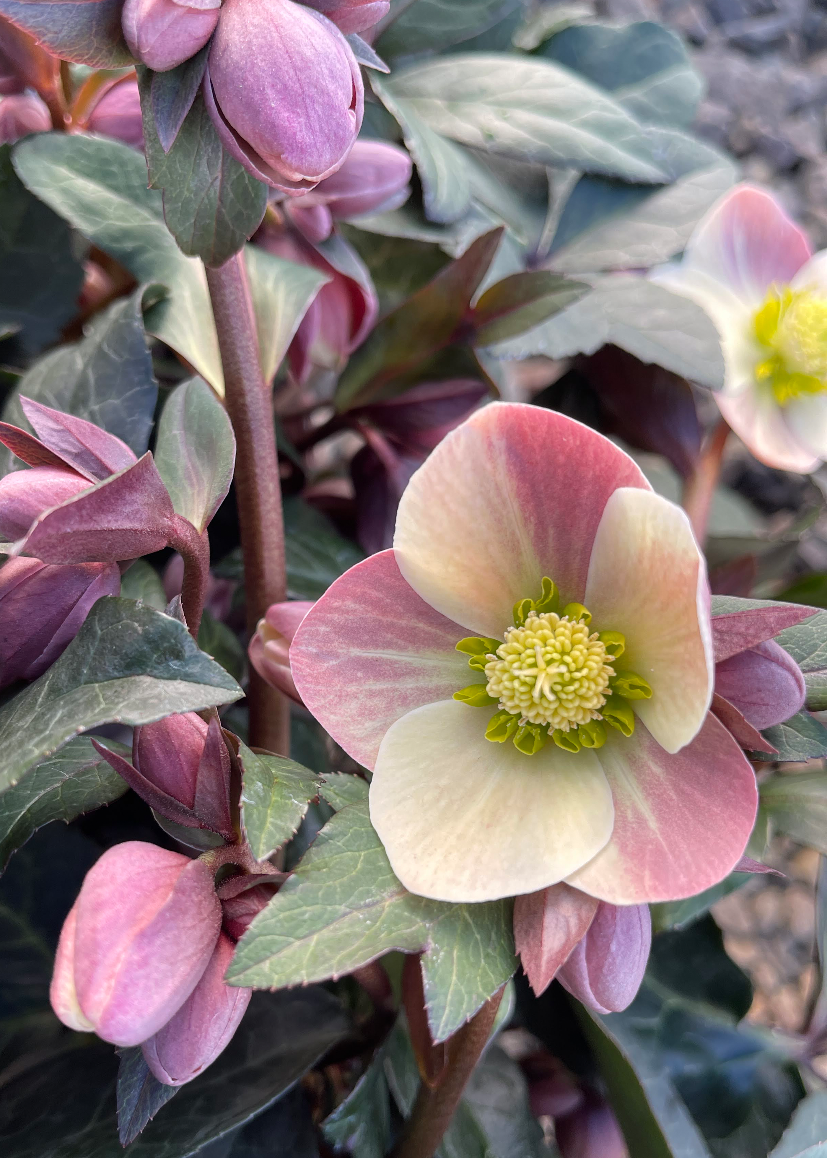 HGC Helleborus Merlin