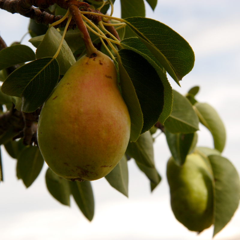 Dave Wilson Bartlett Pear Bare Root Fruit Tree