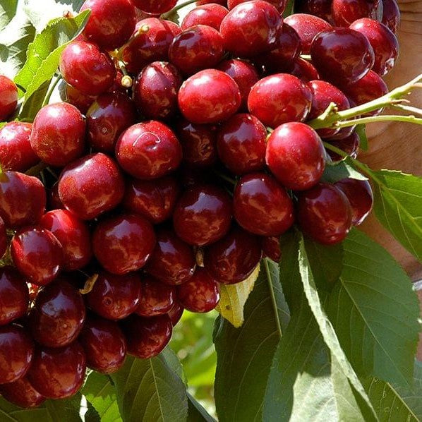 Dave Wilson Cherry Lapins Bare Root Fruit Tree